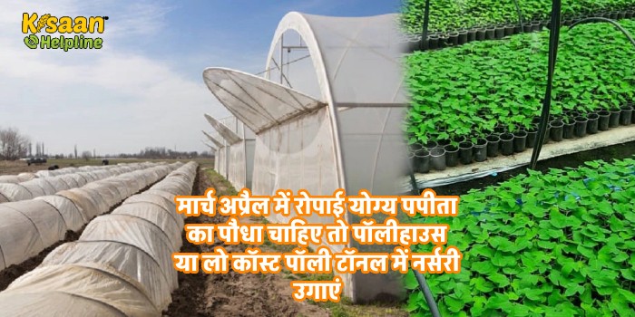 मार्च अप्रैल में रोपाई योग्य पपीता का पौधा चाहिए तो पॉलीहाउस या लो कॉस्ट पॉली टॉनल में नर्सरी उगाएं